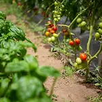 La Pergola